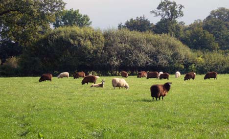 Solidarische landwirtschaft schafe Solidarische Landwirtschaft Schafherde