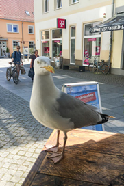 Möwe in Greifswald