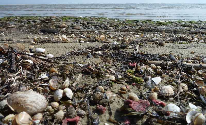 Schmierfett Greifswalder Bodden Nord Stream 2