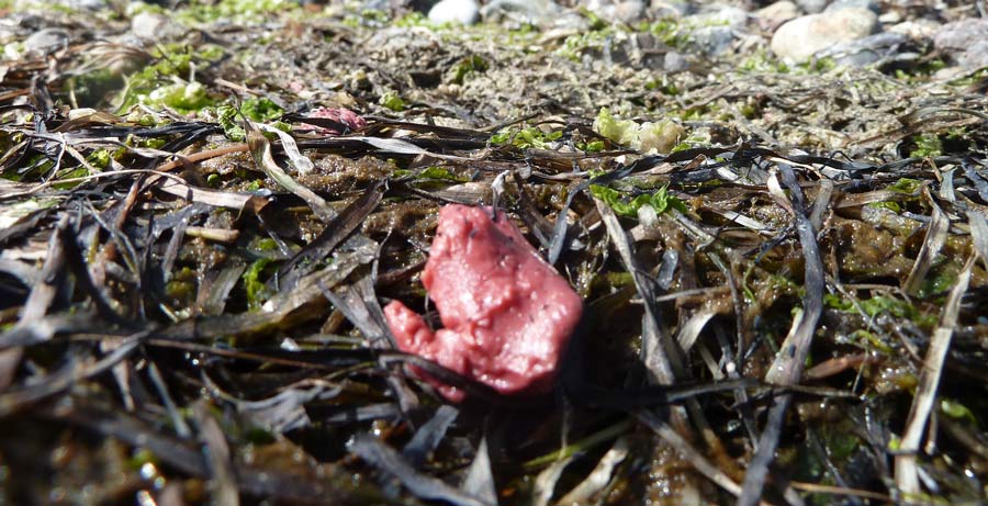 Mineralöl Nordstream 2 Bodden