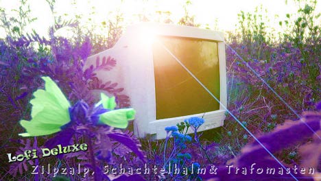 lofi-schachtelhalm lofi-schachtelhalm