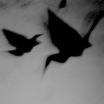 mandy-kardinal-shima ausstellung shima