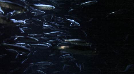 freest-fischfangquote-bodden468 fischfangquoten heringe